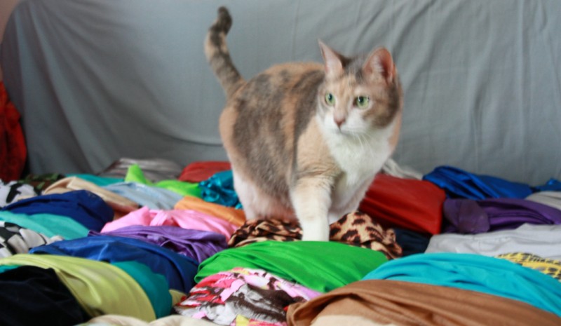 mon chat est intrigué par toutes ces couleurs LOL
