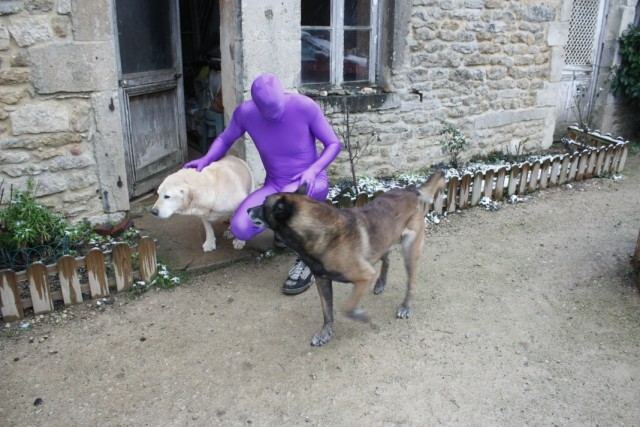 labrador et malinois de mon oncle
